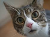10 of the funniest names to call your pet cat - including the name Kitty Purry Cr: Getty Images/Canva Pro