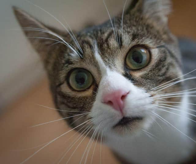 10 of the funniest names to call your pet cat - including the name Kitty Purry Cr: Getty Images/Canva Pro