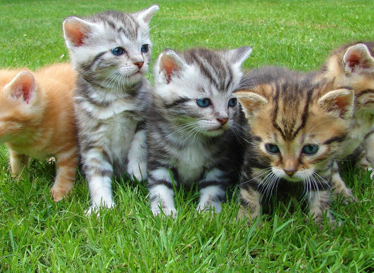 Funny Cat Names 2023: Here are 10 of the funniest names for your adorable  pet cat in 2023 | The Scotsman