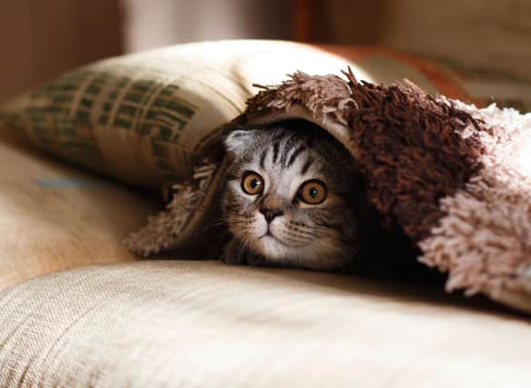 Here are 10 cute names for your new pet cat. Cr. Getty Images/Canva Pro