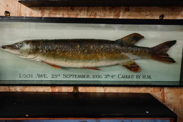 This stuffed 31lb pike from Loch Awe will also come up for sale. PIC: Contributed.