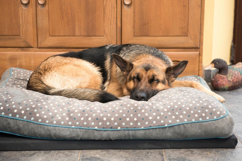 Bella is the fourth most popular name with German Shepherd owners. It's a lovely name for a lovely dog - meaning 'beautiful' in a number of languages, including Greek, Latin, Italian, Spanish and Portuguese.