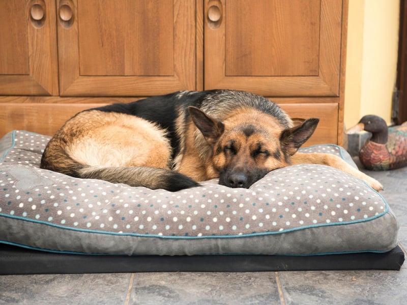 Bella is the fourth most popular name with German Shepherd owners. It's a lovely name for a lovely dog - meaning 'beautiful' in a number of languages, including Greek, Latin, Italian, Spanish and Portuguese.