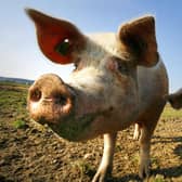 Organic farms give animals like pigs the freedom to enjoy a more natural life (Picture: Michael Urban/AFP via Getty Images)