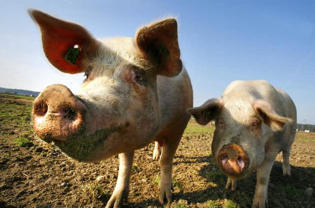 Organic farms give animals like pigs the freedom to enjoy a more natural life (Picture: Michael Urban/AFP via Getty Images)