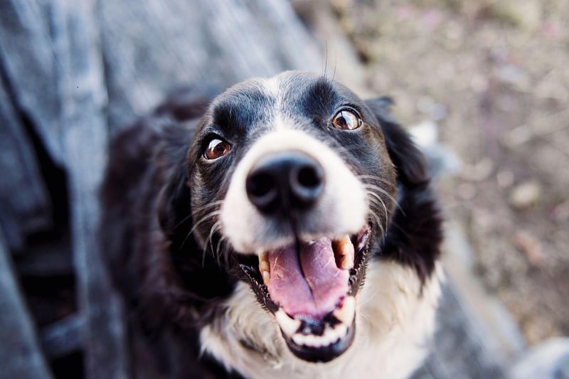 Starting with the canine masterminds and the Border Collie, which is the undisputed top dog when it comes to intelligence. Commonly utilised to herd sheep, that's just the tip of the iceberg when it comes to their intellect. They can learn a huge number of words and commands, and can turn their paw to a wide range of jobs and tasks. |