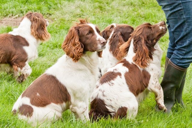 Owners of this famously Tigger-like breed will understand why a group of them can be referred to as a boing of Springer Spaniels.