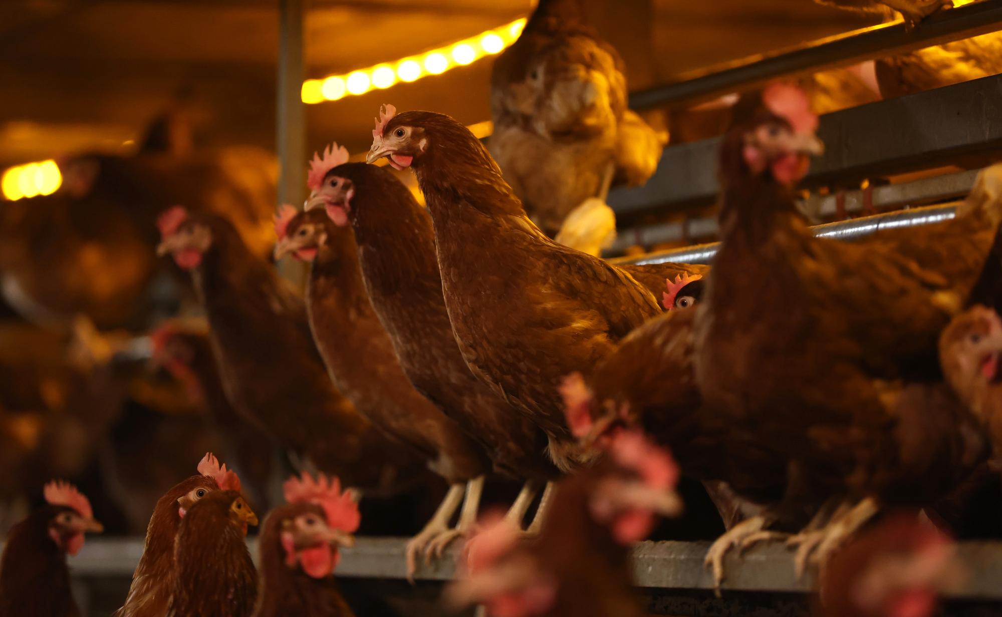 Bird flu: symptoms of avian influenza and should we be worried after US reports first human death