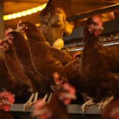 The outbreak was discovered on a farm near Wooler. (Photo by Nathan Stirk/Getty Images)