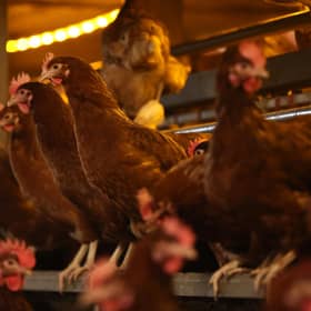 The outbreak was discovered on a farm near Wooler. (Photo by Nathan Stirk/Getty Images)