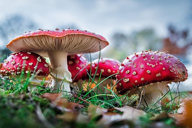 October is also peak time for the myriad of mushrooms and toadstools that litter Scotland's woodland. Grab an identification guide and see what you can be find - but make sure you are 100 per cent certain they are edible before popping then in the frying pan with some butter.