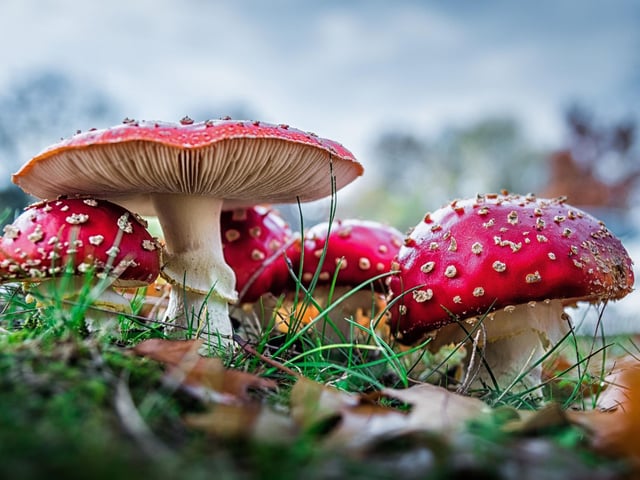October is also peak time for the myriad of mushrooms and toadstools that litter Scotland's woodland. Grab an identification guide and see what you can be find - but make sure you are 100 per cent certain they are edible before popping then in the frying pan with some butter.