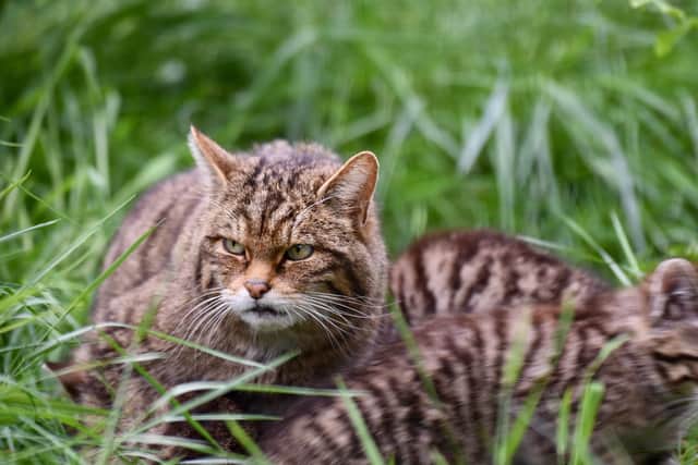 Endangered wildcats are being protected and reintroduced at Alladale.