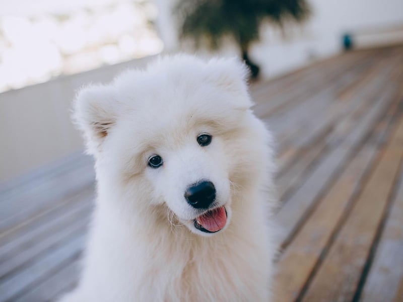 Always carry out complete, extensive checks on dog walking, kennel and groomer services to see if they are trustworthy and reputable.