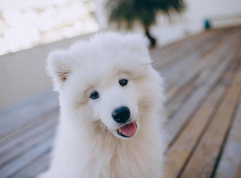 Always carry out complete, extensive checks on dog walking, kennel and groomer services to see if they are trustworthy and reputable.