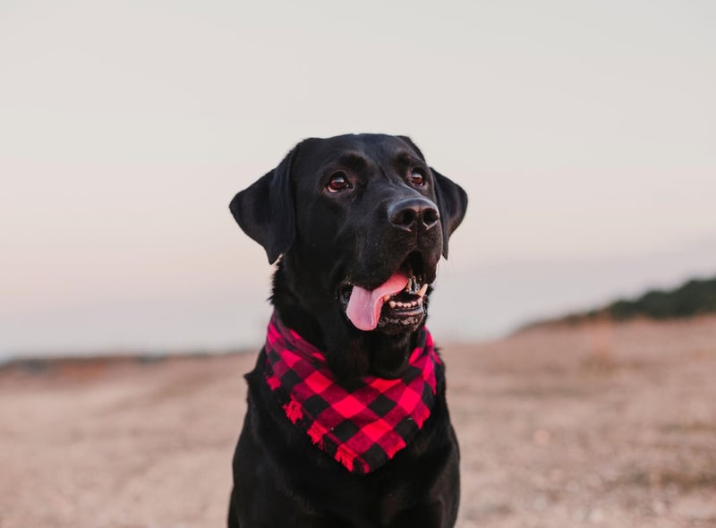 The first dog to appear on the cover of Life magazine was a black Lab called 'Blind of Arden' in 1938. He was owned by Averell Harriman, who would become the 48th Governor of New York, and featured in the magazine after winning the title of 'Number 1 US Retriever' at a major American dog show.