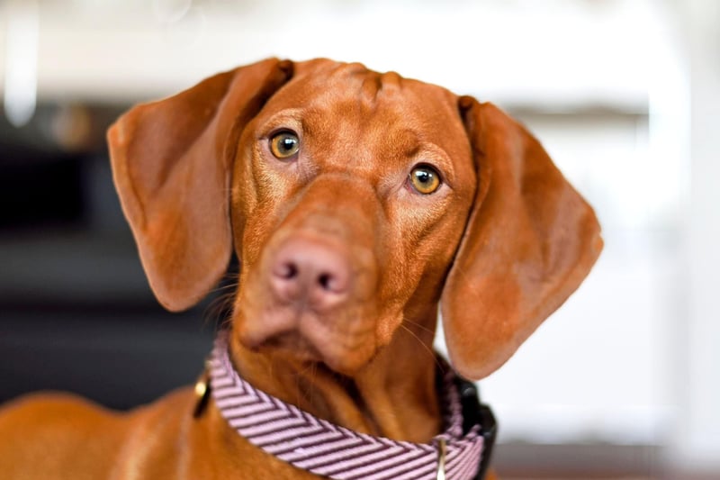 The Vizsla, a breed originally from Hungary, are known as the ultimate in 'velcro dogs' as they stick so closely to their owner's side. They hate being left alone for even a short while.