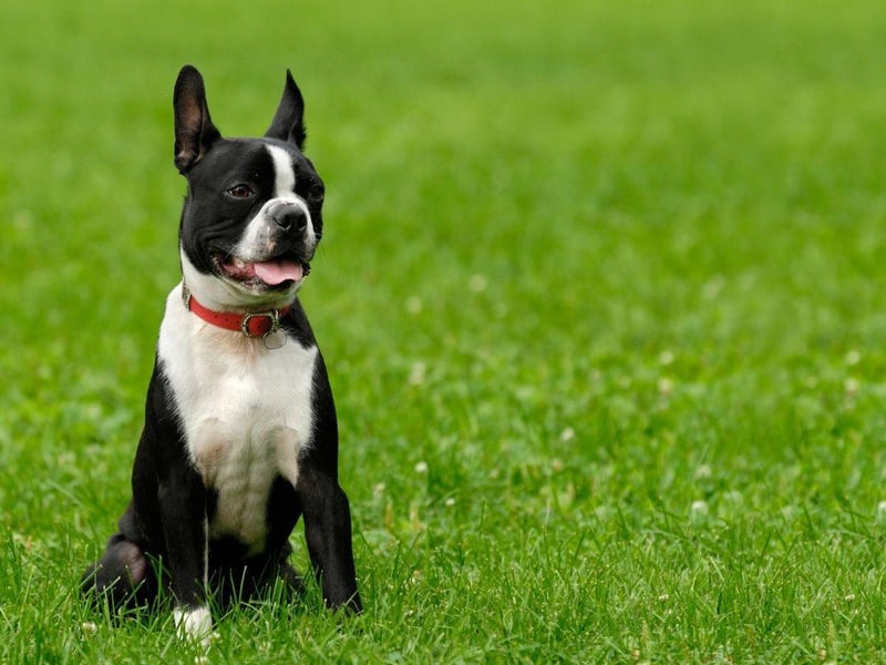 Nicknamed the 'American Gentleman' the Boston Terrier takes its name from the US city where it was first bred. Robert C. Hooper originated the breed in 1875 and all modern Boston Terriers are related to his dog, called Judge.