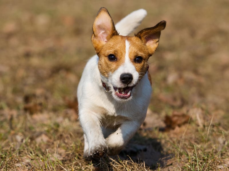 Bred to hunt small animals, the Jack Russell needs plenty of room to roam so will not be happy living in a flat. They can also be tricky to train and stubborn, making them often quite a challenging breed, even for owners with plenty of experience.