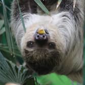 A sloth in the care of the Royal Zoological Society of Scotland. (Picture credit: RZSS)