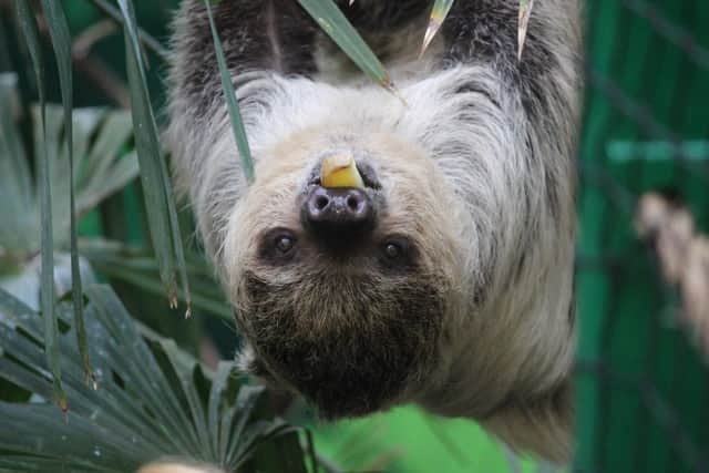 A sloth in the care of the Royal Zoological Society of Scotland. (Picture credit: RZSS)