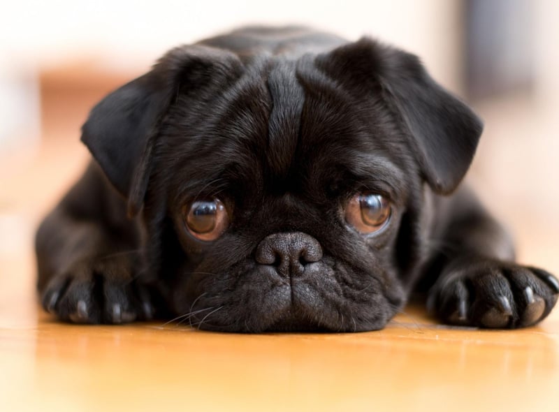 Pugs didn't always look the way they do today. Paintings of Pugs from the 18th century show animals with leaner bodies and longer legs. It's only recently that the more compact dog has become popular.