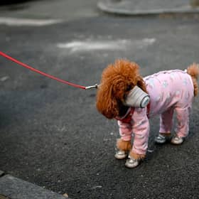 This is what you need to know about how coronavirus affects pets during the outbreak (Photo: STR/AFP via Getty Images)