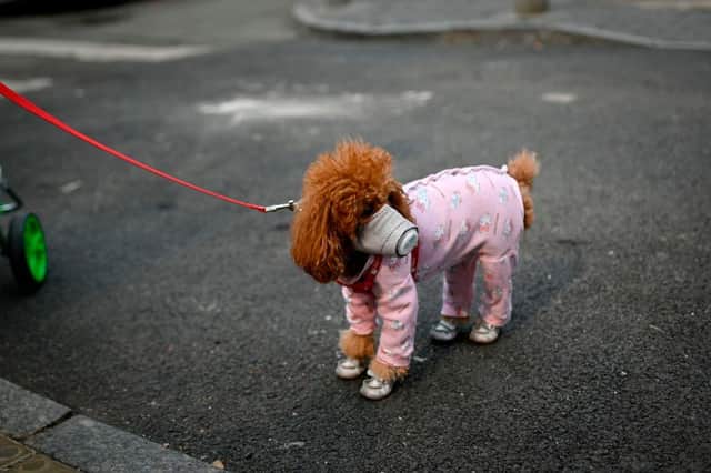 This is what you need to know about how coronavirus affects pets during the outbreak (Photo: STR/AFP via Getty Images)
