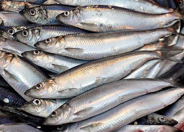 There are a host of health benefits to eating North Sea herring