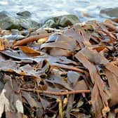 Funding will be used to trial seaweed farms at sites near Banff and Macduff.