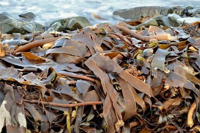 Funding will be used to trial seaweed farms at sites near Banff and Macduff.