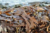 Funding will be used to trial seaweed farms at sites near Banff and Macduff.