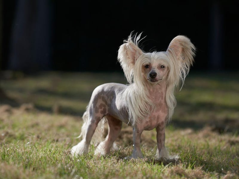 The largely-hairless Chinese Crested tend to have quite soft teeth with shallow roots that are particularly susceptible to decay. Keep them away from all sweet treats is a must.