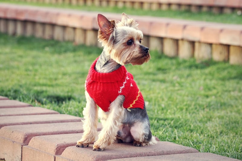 The Yorkshire Terrier's silky soft coat is no match for the cold winds of winter - and tends to get matted and tangled in rain and snow. Make sure to dry them off well when you get home to help them warm up quickly.