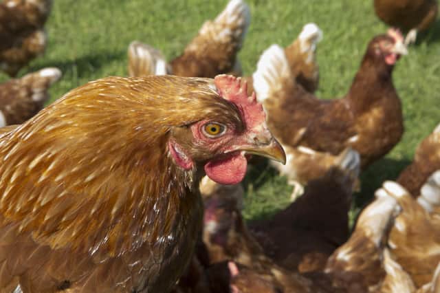 Hens and other animals should not be subjected to intensive farming techniques, says Juliet Gellatley (Picture: Ulrich Baumgarten via Getty Images)