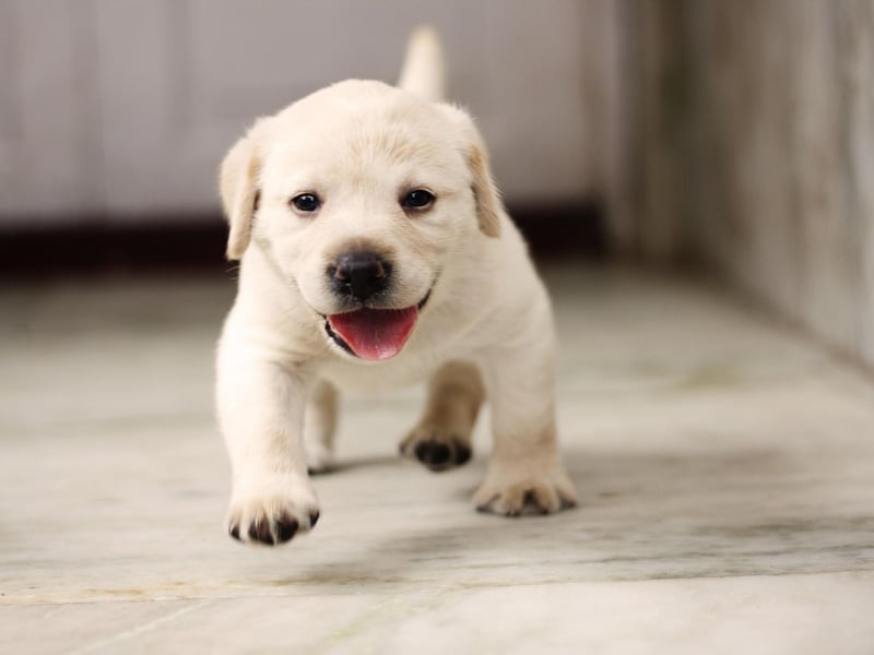 While some dog breeds can be territorial - wanting to be the top dog in their own home - the Labrador is naturally gregarious and sociable. They'll almost certainly get on with other dogs and pets of all shapes and sizes - even cats!