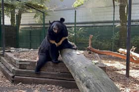 Yampil the bear was saved from Ukraine – now this fundraising team of landscaping and garden experts want to get him quickly and safely to his new home at Five Sisters Zoo in West Lothian. Submitted picture
