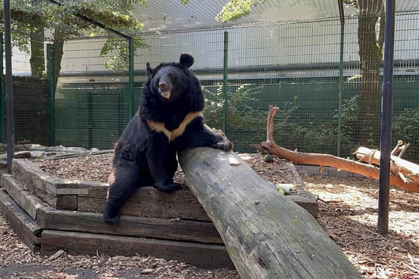 Yampil the bear was saved from Ukraine – now this fundraising team of landscaping and garden experts want to get him quickly and safely to his new home at Five Sisters Zoo in West Lothian. Submitted picture