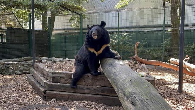 Yampil the bear was saved from Ukraine – now this fundraising team of landscaping and garden experts want to get him quickly and safely to his new home at Five Sisters Zoo in West Lothian. Submitted picture