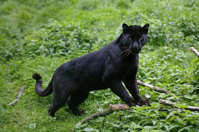 There have reportedly been over 850 sightings of big cats across Scotland - from the Highlands to the Borders. One of the most memorable reports was in 2015 when dog walker (it's always a dog walker) Sarah-Kaye Hook spotted a "large black creature much bigger than a labrador" on Gala Hill on the outskirts of Galashiels. Six years earlier local councillor Gavin Logan saw what he identified as a "panther-like cat" at the edge of nearby Yair Forest. Other sightings, and a spate of missing cats, caused residents to think that a predator was on the loose but the sightings soon stopped, leading some to think the animal had died or moved away.
