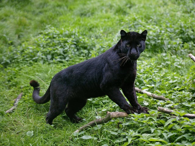 There have reportedly been over 850 sightings of big cats across Scotland - from the Highlands to the Borders. One of the most memorable reports was in 2015 when dog walker (it's always a dog walker) Sarah-Kaye Hook spotted a "large black creature much bigger than a labrador" on Gala Hill on the outskirts of Galashiels. Six years earlier local councillor Gavin Logan saw what he identified as a "panther-like cat" at the edge of nearby Yair Forest. Other sightings, and a spate of missing cats, caused residents to think that a predator was on the loose but the sightings soon stopped, leading some to think the animal had died or moved away.