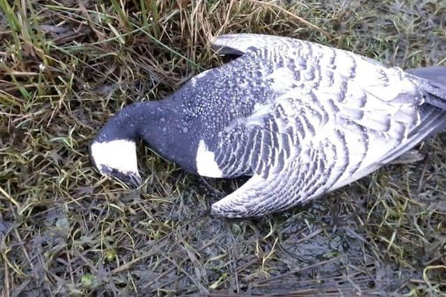 Dead and dying barnacle geese have been found on shorelines from Wigtownshire to Dumfries-shire
Pic: RSPB Scotland