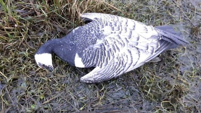 Dead and dying barnacle geese have been found on shorelines from Wigtownshire to Dumfries-shire
Pic: RSPB Scotland