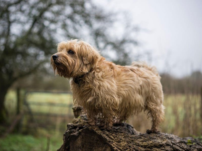 First bred in the 1880s, the Norfolk Terrier was originally called the Cantab Terrier - due to the fashion of students keeping them at Cambridge University. Closely related to the Norwich Terrier, the breeds were only officially recognised as being distinct in 1979.