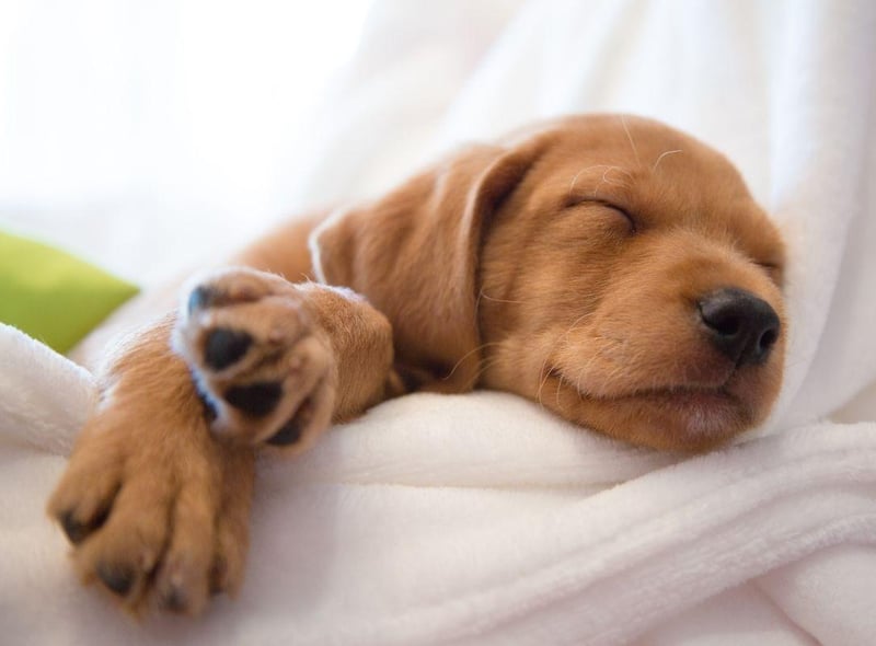 Pay tribute to hiphop legend Biggie Smalls by christening your pup The Notorious B.I.G.