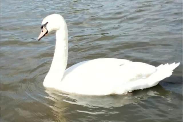 A swan was rescued from starvation and death after getting a juice bottle lid trapped around its beak.