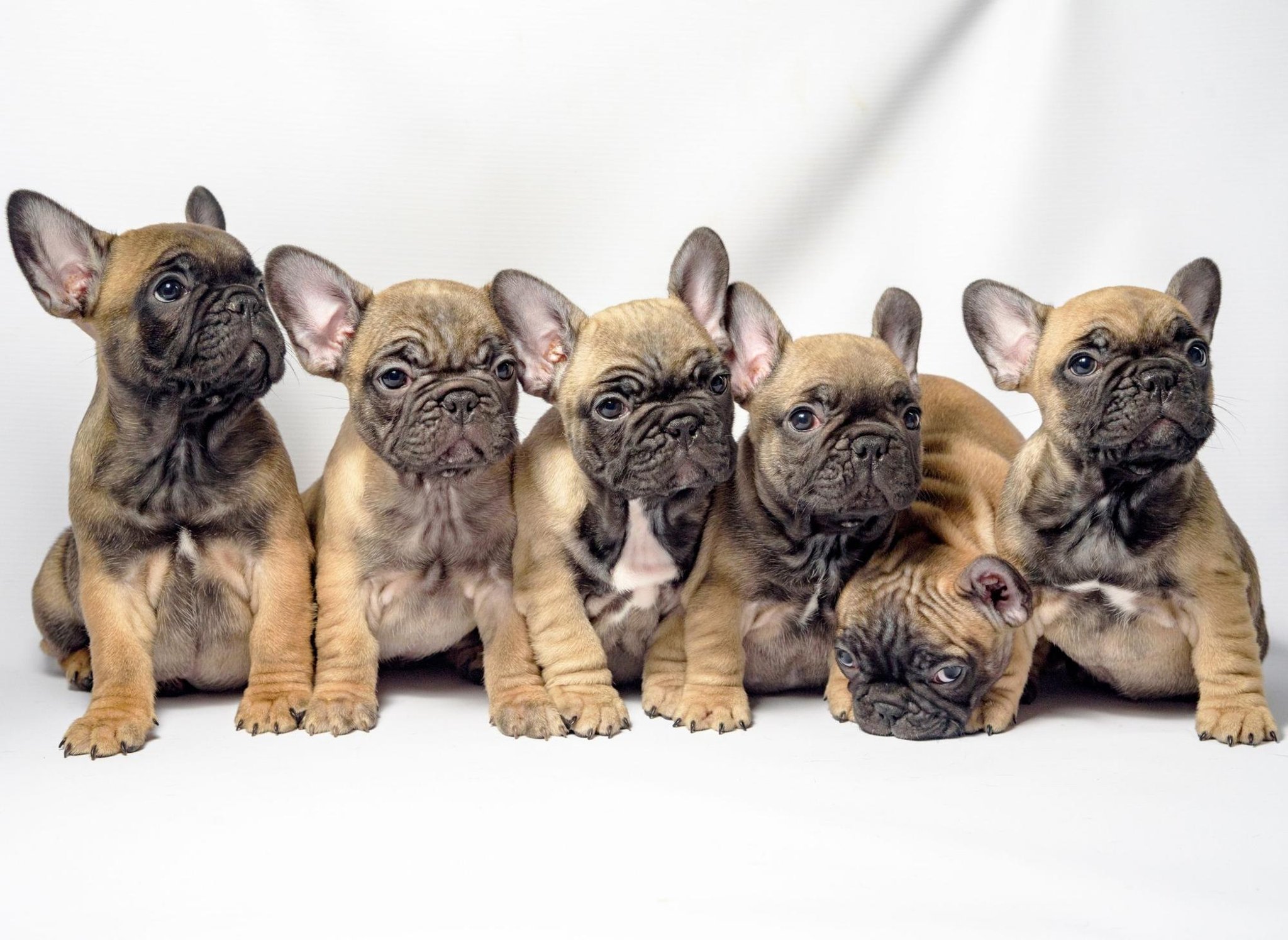 Here are 10 fun facts about adorable and cuddly French Bulldogs – Peet Corso