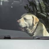 Dogs die in hot cars