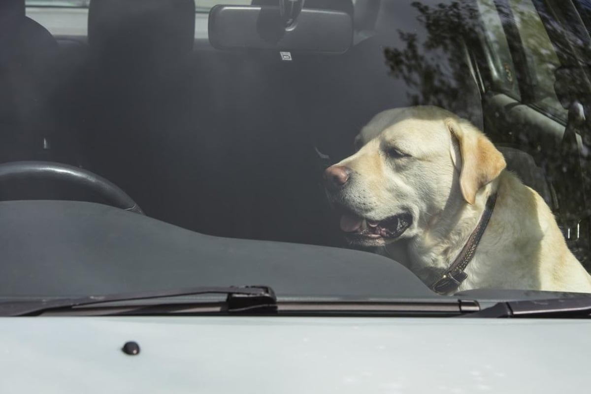 How to help a dog trapped in a hot car: the action you can legally take