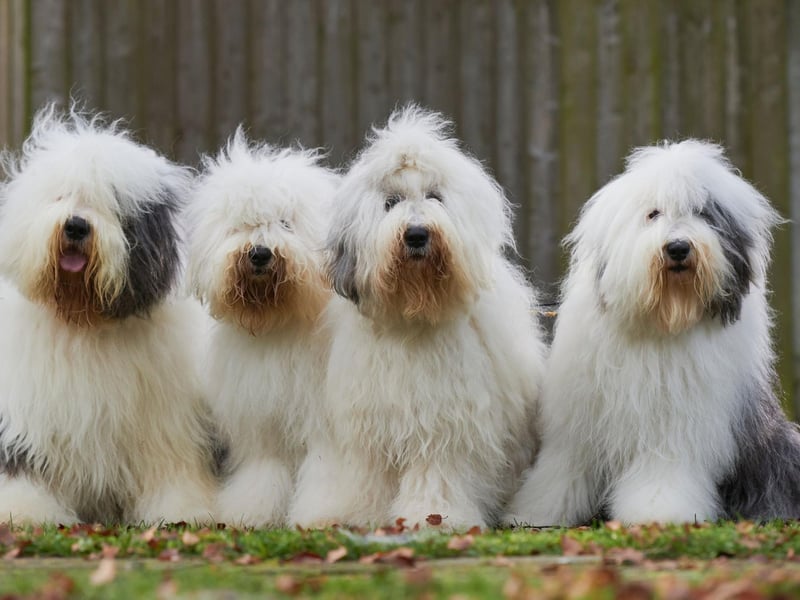 Unless your idea of guarding a home is licking intruders into submission, then the Old English Sheepdog just isn't up to the task.